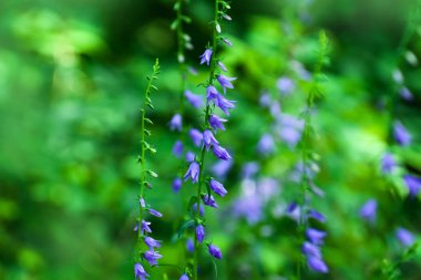 Çiçek mavi Creeping bellflower veya (bahçe alanında rampion bellflower (Campanula rapunculoides)). 