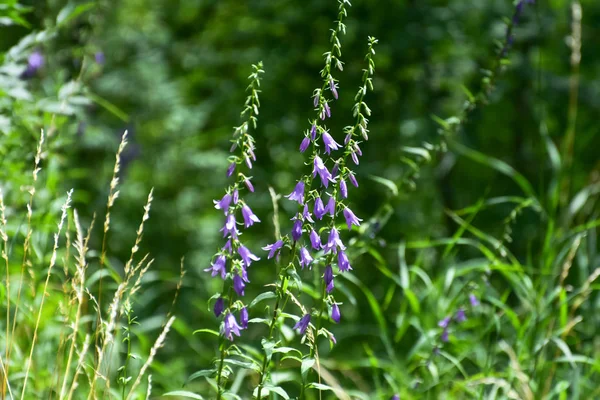 Çiçek mavi Creeping bellflower veya (bahçe alanında rampion bellflower (Campanula rapunculoides)). 