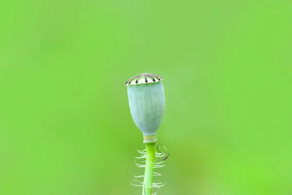 Маленька Зелена Макова Капсула Насіння Голови Зеленому Фоні — стокове фото