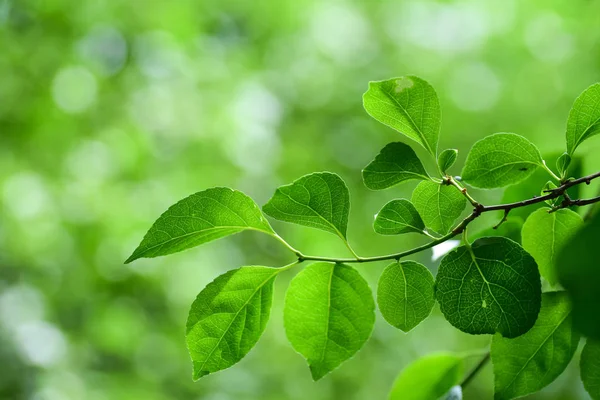Bir Yeşil Ağaçlar Bitki Örtüsü Fotoğrafı Arka Plan Bulanık Dinlenme — Stok fotoğraf