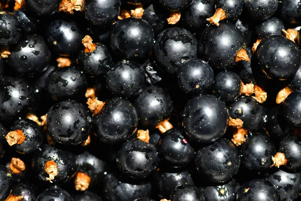 Olgun ve soluk blackcurrants. Yukarıdan üzerinde parlak güneş ışığı görüntülemek.
