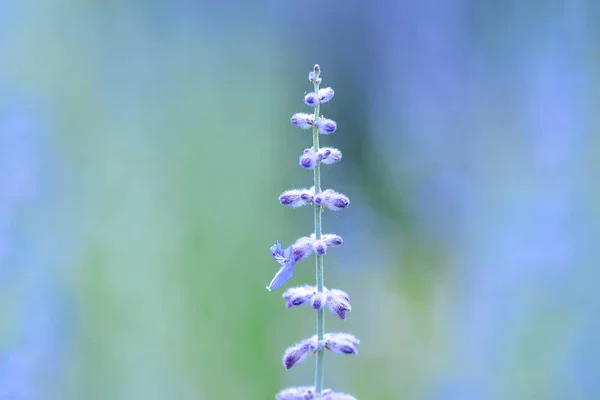 Lecho Flores Flor Salvia Del Bosque Sobre Fondo Borroso Salvia — Foto de Stock