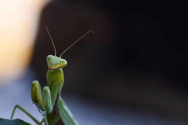 Atış doğa zemin üzerine yeşil Mantis kapatın. Yırtıcı böcek.
