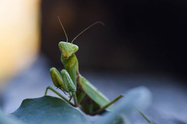 Atış doğa zemin üzerine yeşil Mantis kapatın. Yırtıcı böcek.