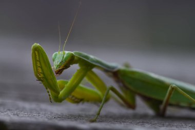 Atış doğa zemin üzerine yeşil Mantis kapatın. Yırtıcı böcek.