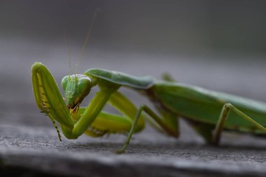 Atış doğa zemin üzerine yeşil Mantis kapatın. Yırtıcı böcek.