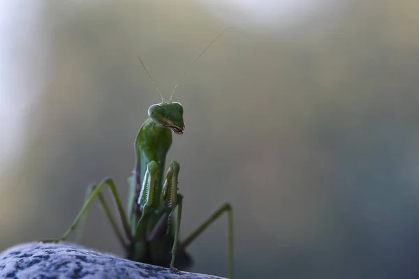Nahaufnahme Von Grünen Gottesanbeterinnen Auf Naturhintergrund Räuberisches Insekt — Stockfoto