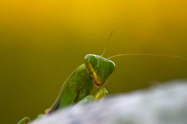 Atış doğa zemin üzerine yeşil Mantis kapatın. Yırtıcı böcek.