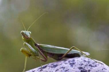 Atış doğa zemin üzerine yeşil Mantis kapatın. Yırtıcı böcek.