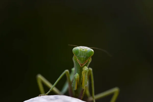 Gros Plan Mante Verte Sur Fond Nature Insectes Prédateurs — Photo