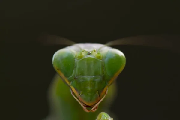 在大自然背景下拍摄一只绿螳螂 捕食性昆虫 — 图库照片