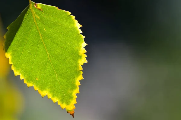 Hojas Otoño Sol Otoño Brillante Luz Del Sol Otoño Hojas — Foto de Stock