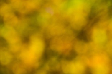 Güneş ile sonbahar doğal bokeh. Parlak sonbahar arka plan bulanık, soyut ve renkli.