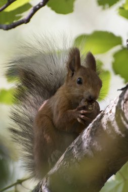 Güzel ve neşeli sincap sonbahar ormandaki bir ağaç gövde.
