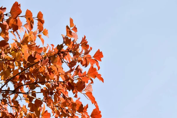 Fondo Romántico Otoño Hermoso Follaje Parque Brillantes Colores Paleta Otoño — Foto de Stock