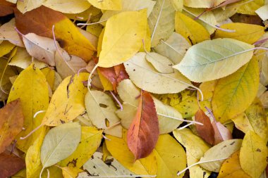 Renkli sonbahar yaprakları. Düşen yapraklar arka plan.