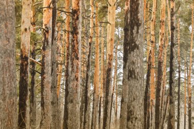 Bir çam ormanı içinde ağaçlar