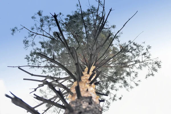 Alulnézet Magas Öreg Fenyőfa Erdőben Tetejét Fenyőfa Kék Háttérben — Stock Fotó