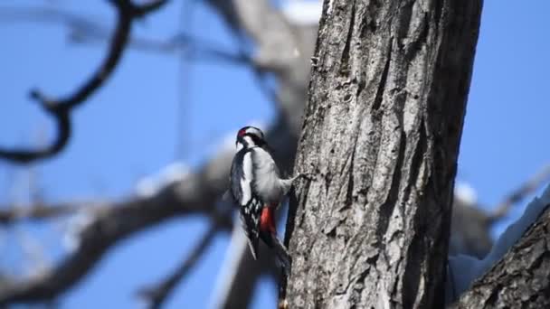 Vögel Wald Specht Hohlraum Baum Sucht Insekten Zum Fressen — Stockvideo