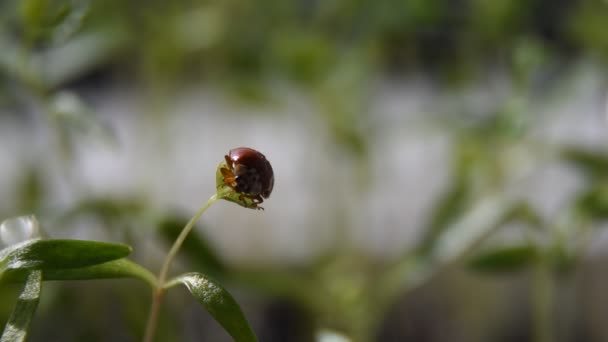 Ladybug Crawling Plant Spring Fresh Sprouts Green Grass — Stock Video