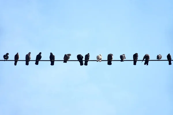 Palomas Sentadas Cable Eléctrico Gran Altura Pájaros Línea Eléctrica — Foto de Stock