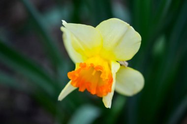 Güzel bahar çiçekleri Narcissus jonquilla, Jonquil, acele nergis bir soğanlı çiçekli bitki.