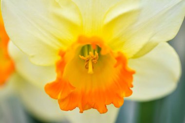 Güzel bahar çiçekleri Narcissus jonquilla, Jonquil, acele nergis bir soğanlı çiçekli bitki.