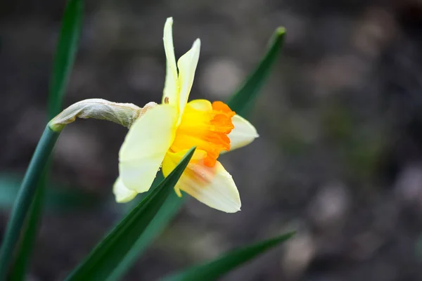 Hermosas Flores Primavera Narcissus Jonquilla Jonquil Narciso Una Planta Con —  Fotos de Stock