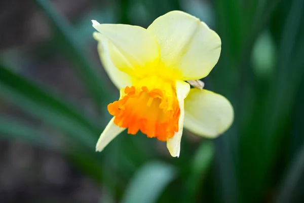 Hermosas Flores Primavera Narcissus Jonquilla Jonquil Narciso Una Planta Con —  Fotos de Stock