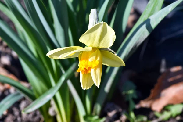 Hermosas Flores Primavera Narcissus Jonquilla Jonquil Narciso Una Planta Con —  Fotos de Stock