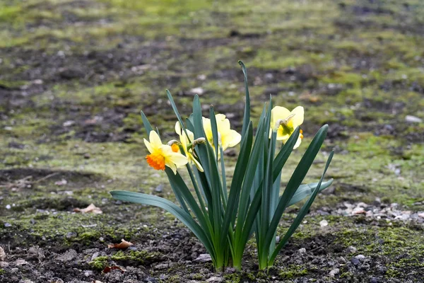 Hermosas Flores Primavera Narcissus Jonquilla Jonquil Narciso Una Planta Con —  Fotos de Stock