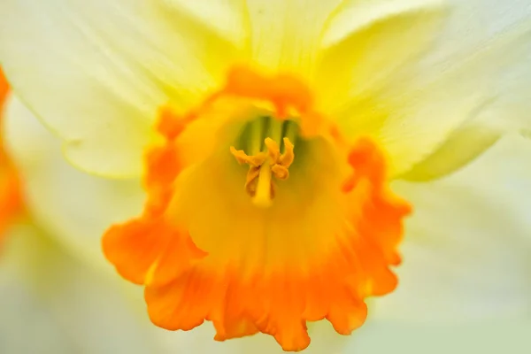 Hermosas Flores Primavera Narcissus Jonquilla Jonquil Narciso Una Planta Con —  Fotos de Stock