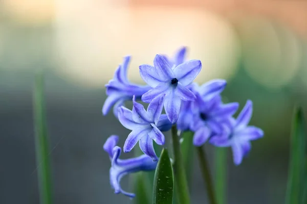 Belles Fleurs Printanières Jacinthe Commune Jacinthe Jardin Jacinthe Hollandaise Hyacinthus — Photo