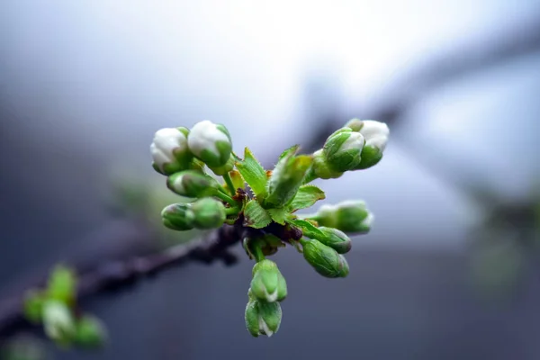 Bahar bahçesinde güzel kiraz çiçeği, bahar zamanında Sakura