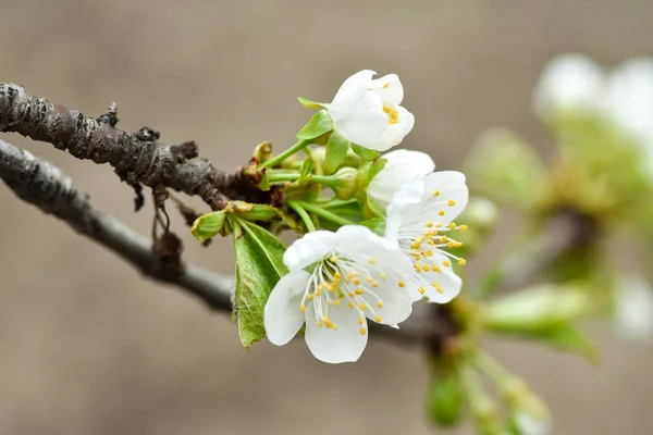 Schöne Kirschblüte Frühlingsgarten Sakura Frühling — Stockfoto