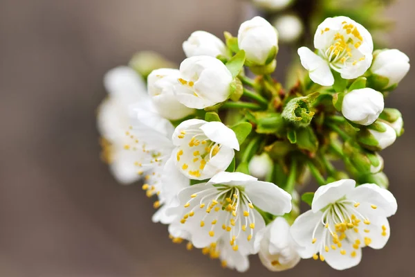 Bellissimo Fiore Ciliegio Nel Giardino Primaverile Sakura Primavera — Foto Stock