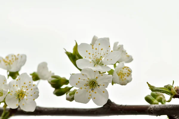 Bellissimo Fiore Ciliegio Nel Giardino Primaverile Sakura Primavera — Foto Stock