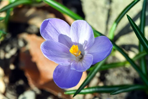 Belles Fleurs Printemps Crocus Crocus Pluriel Croci Est Une Plante — Photo