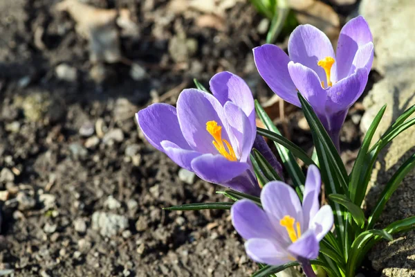 Kaunis Kevät Kukat Krookus Monikossa Krookuksia Tai Croci Kukkivat Kasvit — kuvapankkivalokuva