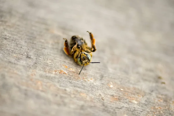 Вмираюча Бджола Лежить Дерев Яній Стільниці Уражена Бджола — стокове фото
