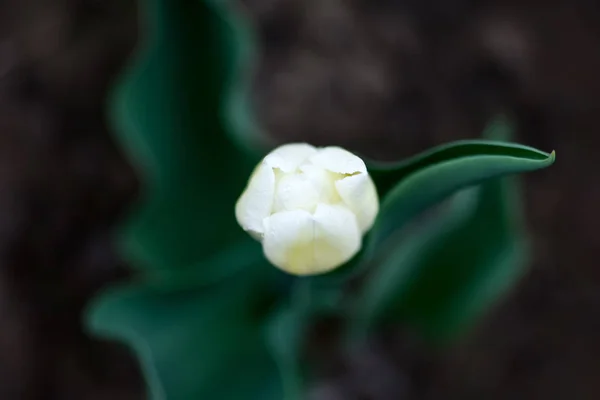 Ansicht Der Weißen Tulpe Die Garten Wächst — Stockfoto