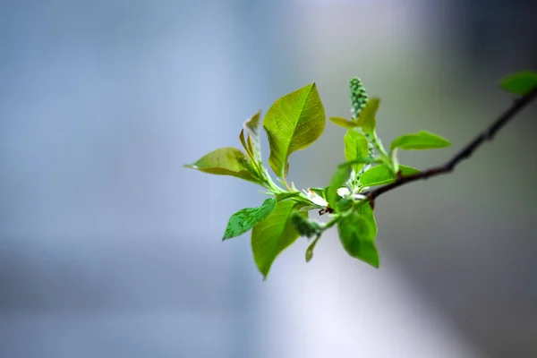 春の庭で開花の木の始まり 春先の鳥チェリー Hackberry Hagberry またはメーデーの木として知られているソメイヨシノ Padus — ストック写真