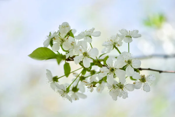 Schöne Kirschblüte Frühlingsgarten Sakura Frühling — Stockfoto
