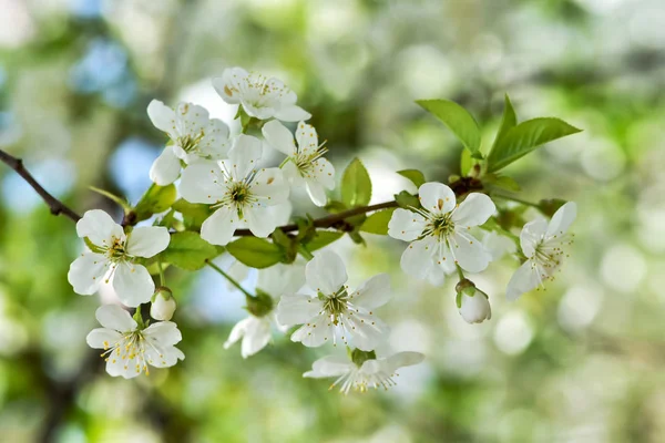 Bahar Bahçesinde Güzel Kiraz Çiçeği Bahar Zamanında Sakura — Stok fotoğraf