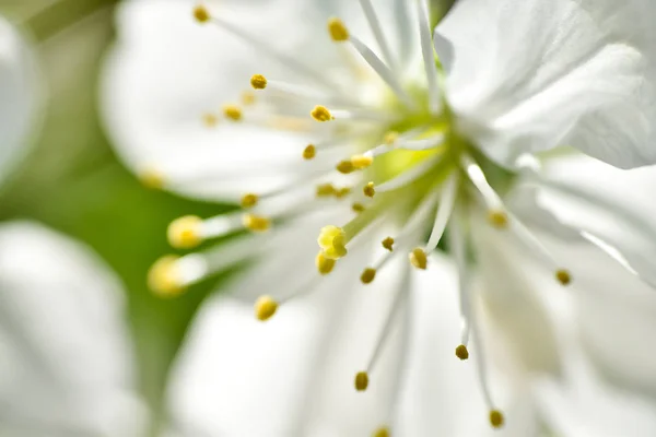 Bahar bahçesinde güzel kiraz çiçeği, bahar da sakura. Yakın çekim ve makro