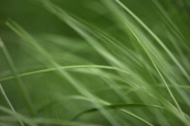 Yeşil, genç ve taze bahar çim yumuşak ve bulanık arka plan ile fotoğraf varyasyonları. Sallanan çim ile doğal arka plan