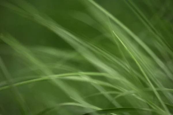 Variaciones Fotos Con Fondo Suave Borroso Hierba Primavera Verde Joven — Foto de Stock