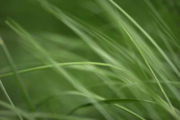 Варіації Фотографій Яким Розмитим Тлом Зеленої Молодої Свіжої Весняної Трави — стокове фото