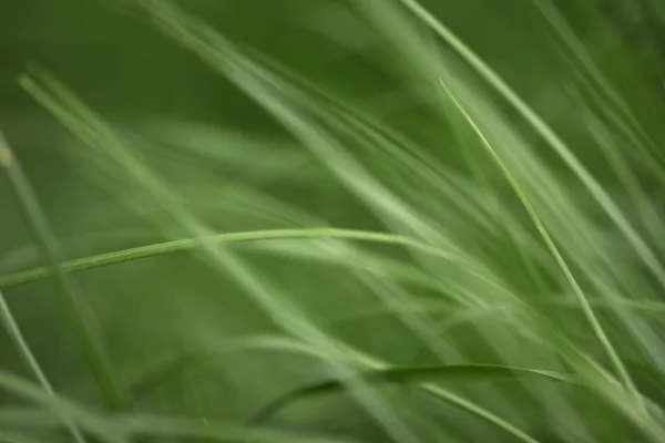 Variaciones Fotos Con Fondo Suave Borroso Hierba Primavera Verde Joven — Foto de Stock