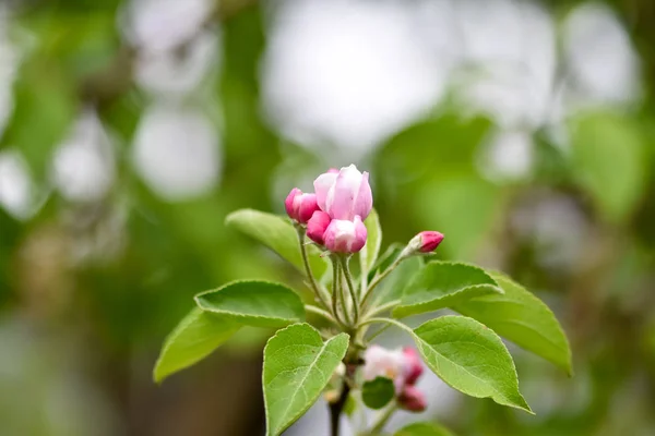 Variations of photos with beautiful and delicate flowers of the apple orchard, blooming spring garden, delicate blurred background